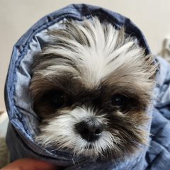기운찬곰