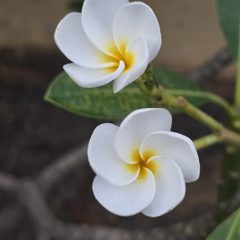 눈알이데굴데굴